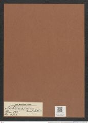 Auliscus pressus Lend.-Fortm. (de-Toni-Nr.: Genus 171, Species 4312) Zeichnungen Sammlung Grunow Mappe 04284 (Herbarium_W_Grunow_drawings_Folder_04284)